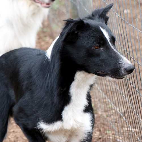 smooth coat collies for sale