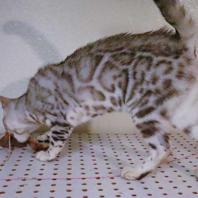 Brown spotted Bengal kitten - Hypoallergenic Cat - Bengal Cats for