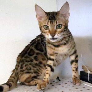 Bengal Kitten for Sales near Me | Rising Sun Farm