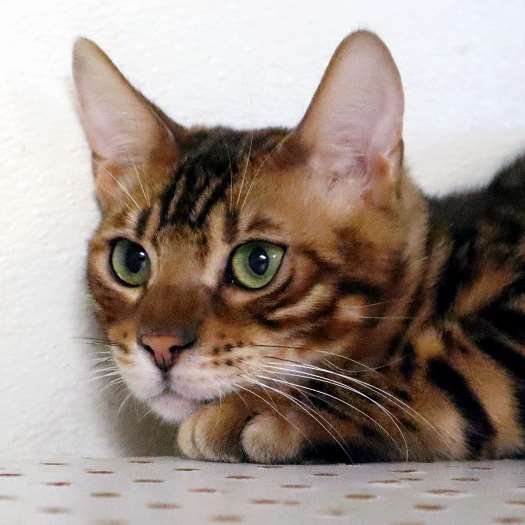 Women - Bengal Cats for sale near me - Brown, Silver & Snow Bengal